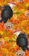 Autumn raven on orange