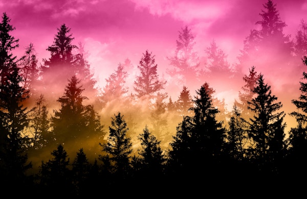 Sunset Forest Dream 1