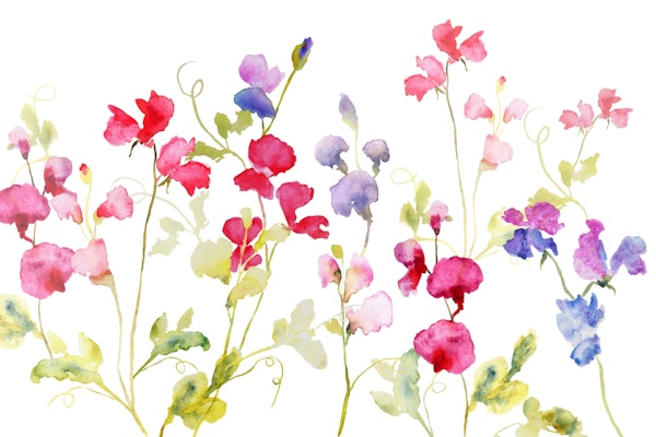 Watercolour Sweet Peas