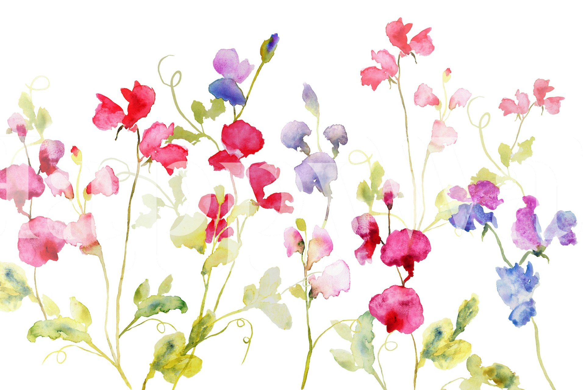 Watercolour Sweet Peas wallpaper in a room
