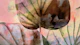 Japandi Leaf Blush