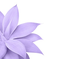 Agave Finesse 9 Ultra Violet ταπετσαρία