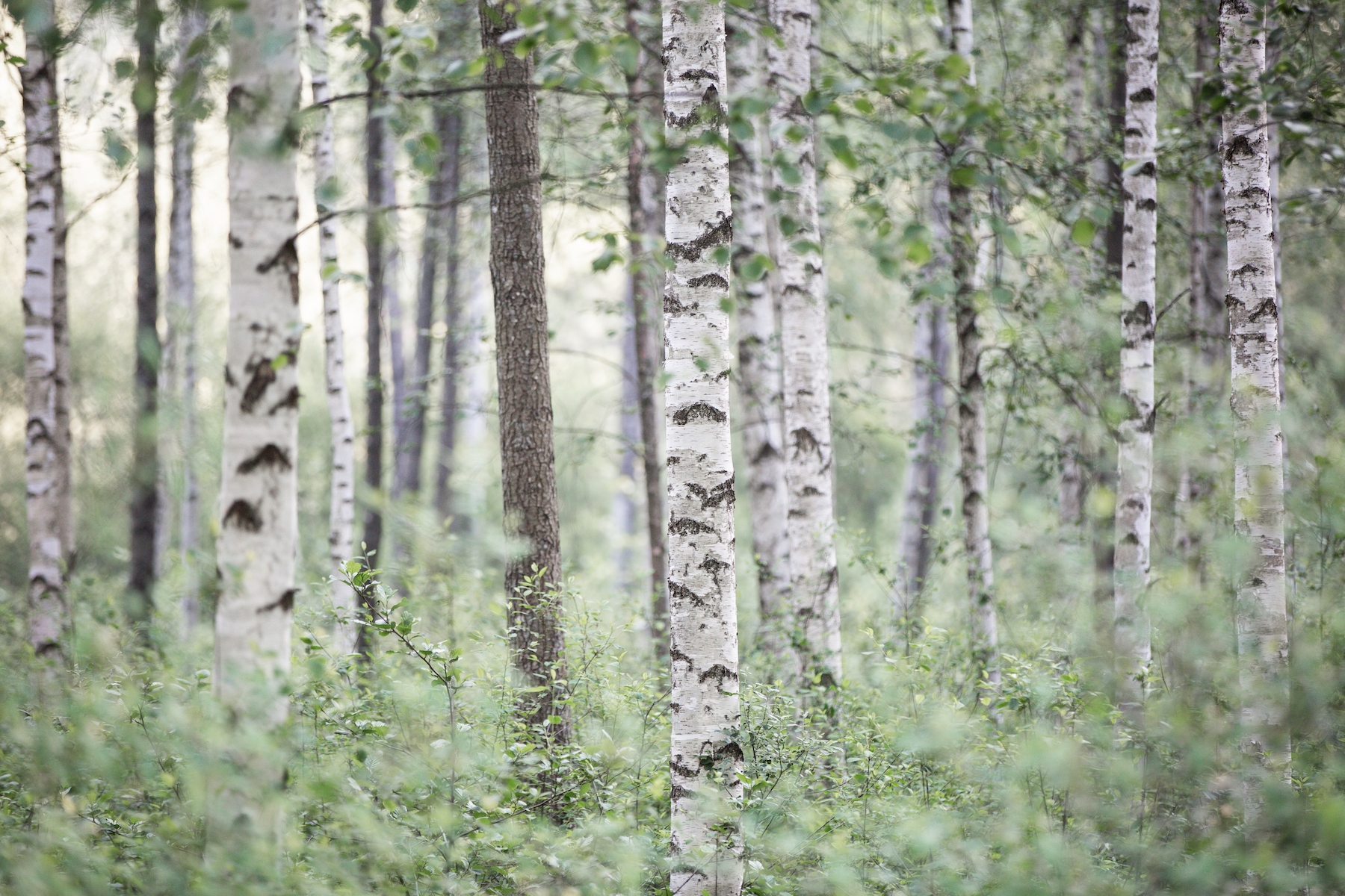 Birch Trees 9 Wallpaper | Happywall