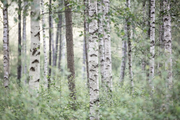 Birch Trees 9
