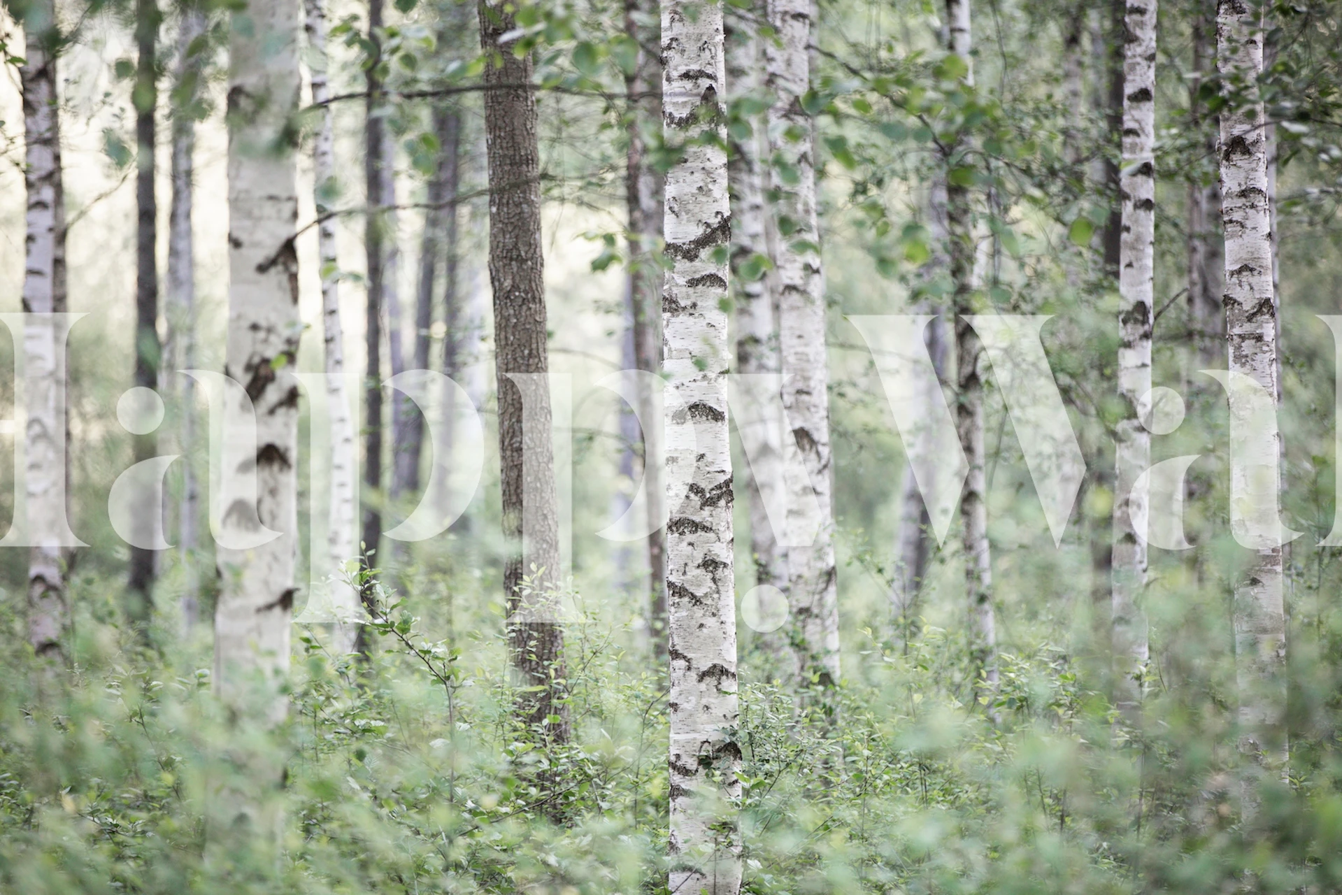 Birch trees in a forest, white trunks, green foliage, natural wallpaper