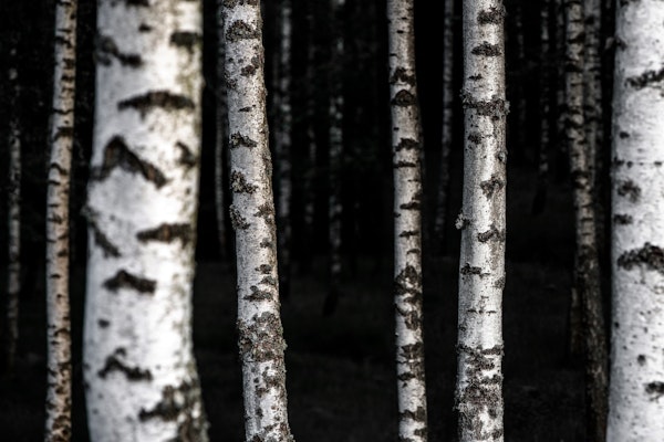 Birch Trees 8