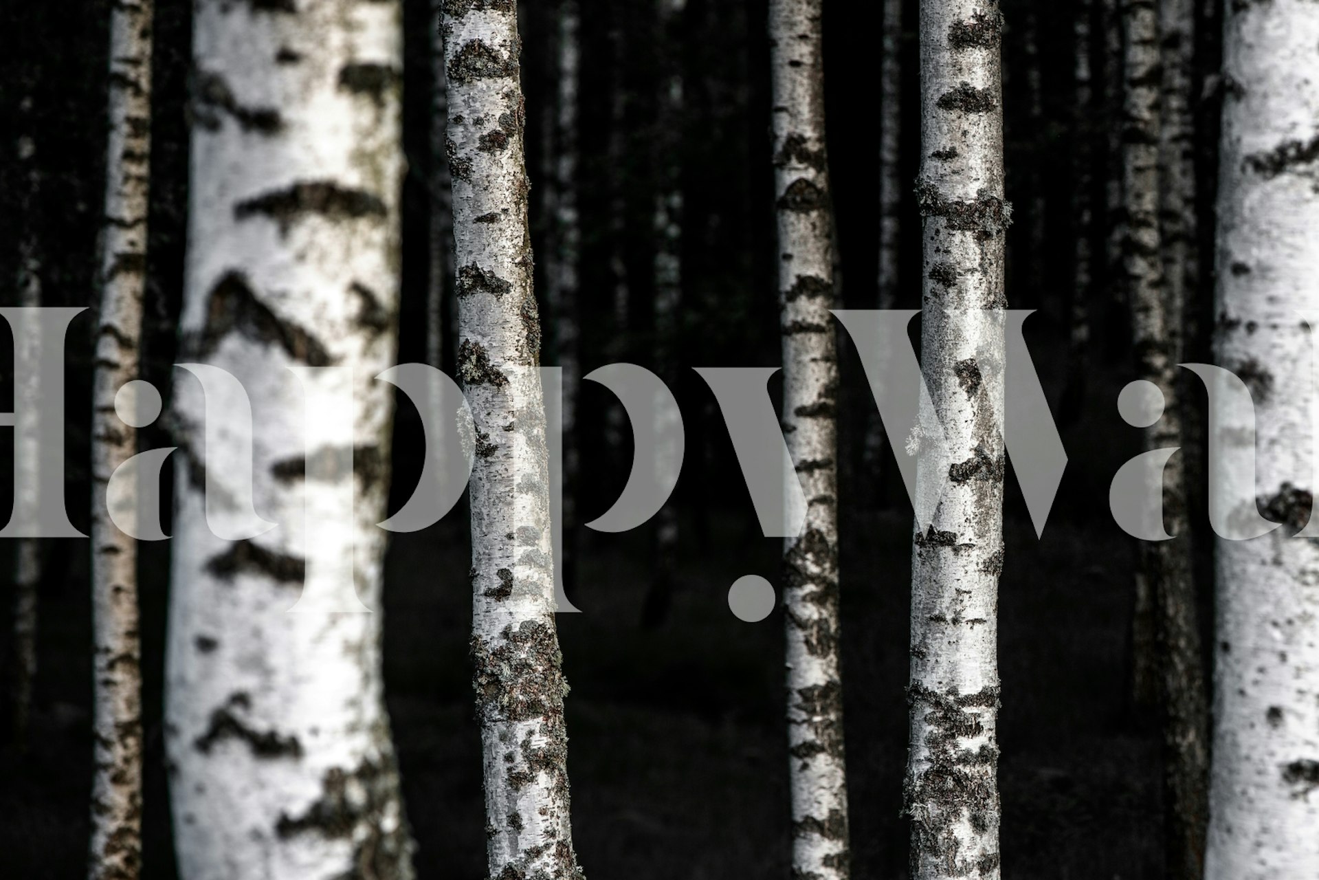 Black and white birch trees in a forest wallpaper