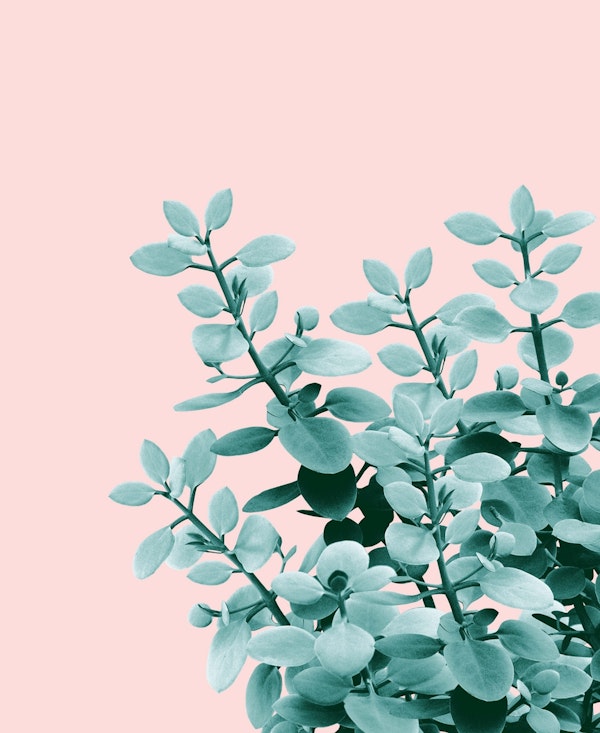 Eucalyptus Leaves Green Blush1