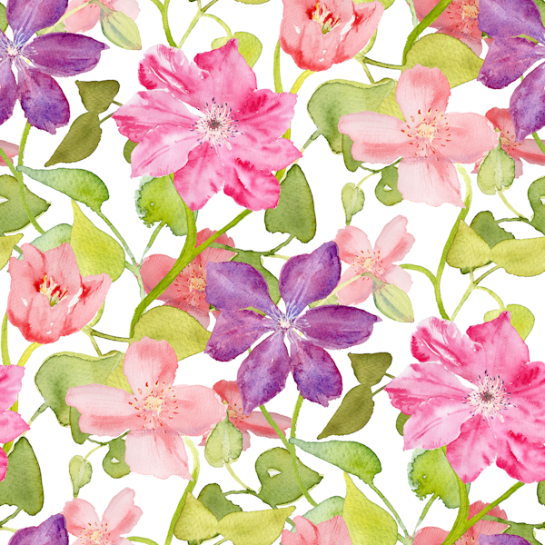 Clematis Vine Watercolour Floral
