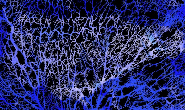 Mystic Neon Japan Forest