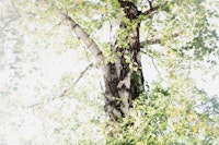 Dreamy Birch Tree 1 papiers peint