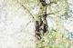Dreamy Birch Tree 1