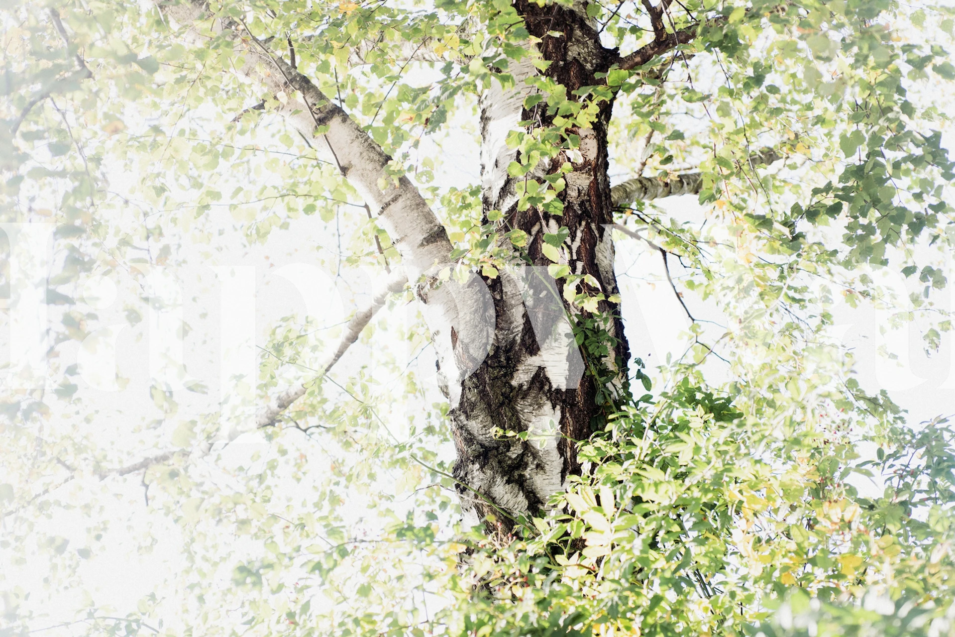 Pehmeän sävyinen koivupuutapetti valon ja varjon yhdistelmällä