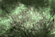 Emerald Japandi Moss