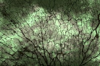 Emerald Japandi Moss tapeta