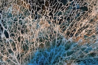 Mysterious Japandi Moss tapete