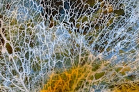 Japandi Moss carta da parati