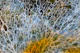 Japandi Moss