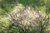 Japandi Moss Dream behang