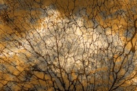 Morning Sun Moss behang