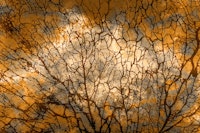 Morning Sun Moss wallpaper