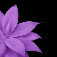 Agave Finesse 10 behang