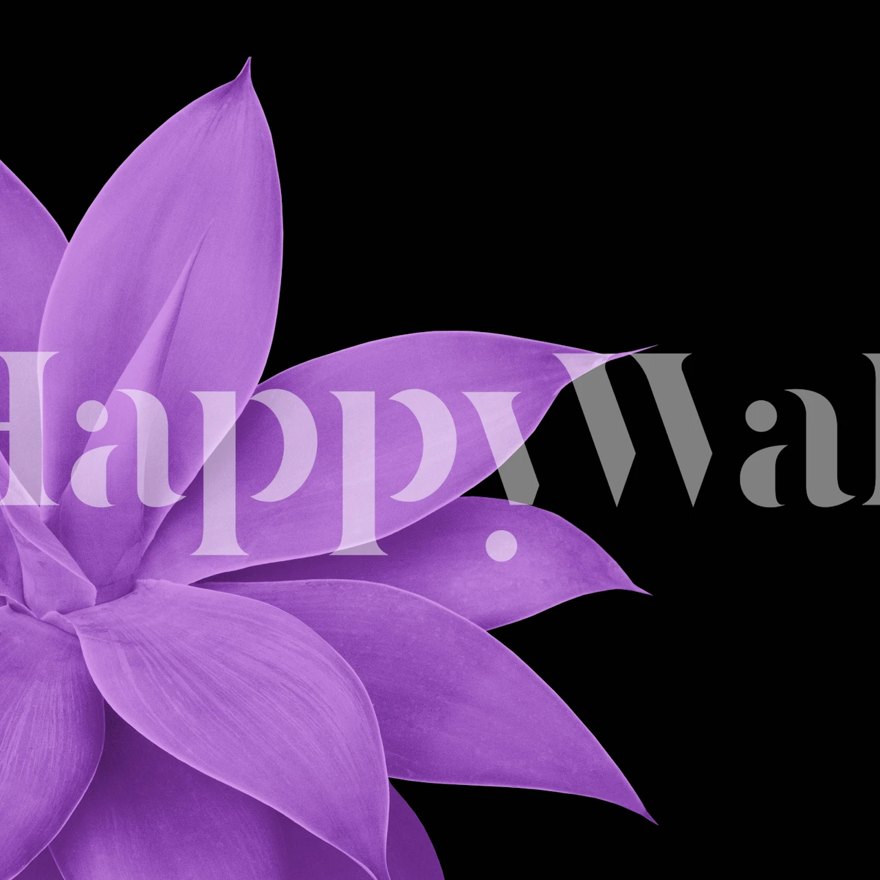 Purple agave flower on a black background wallpaper