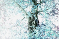 Dreamy Birch Tree 2 papiers peint