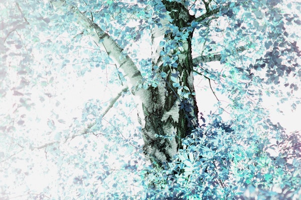 Dreamy Birch Tree 2