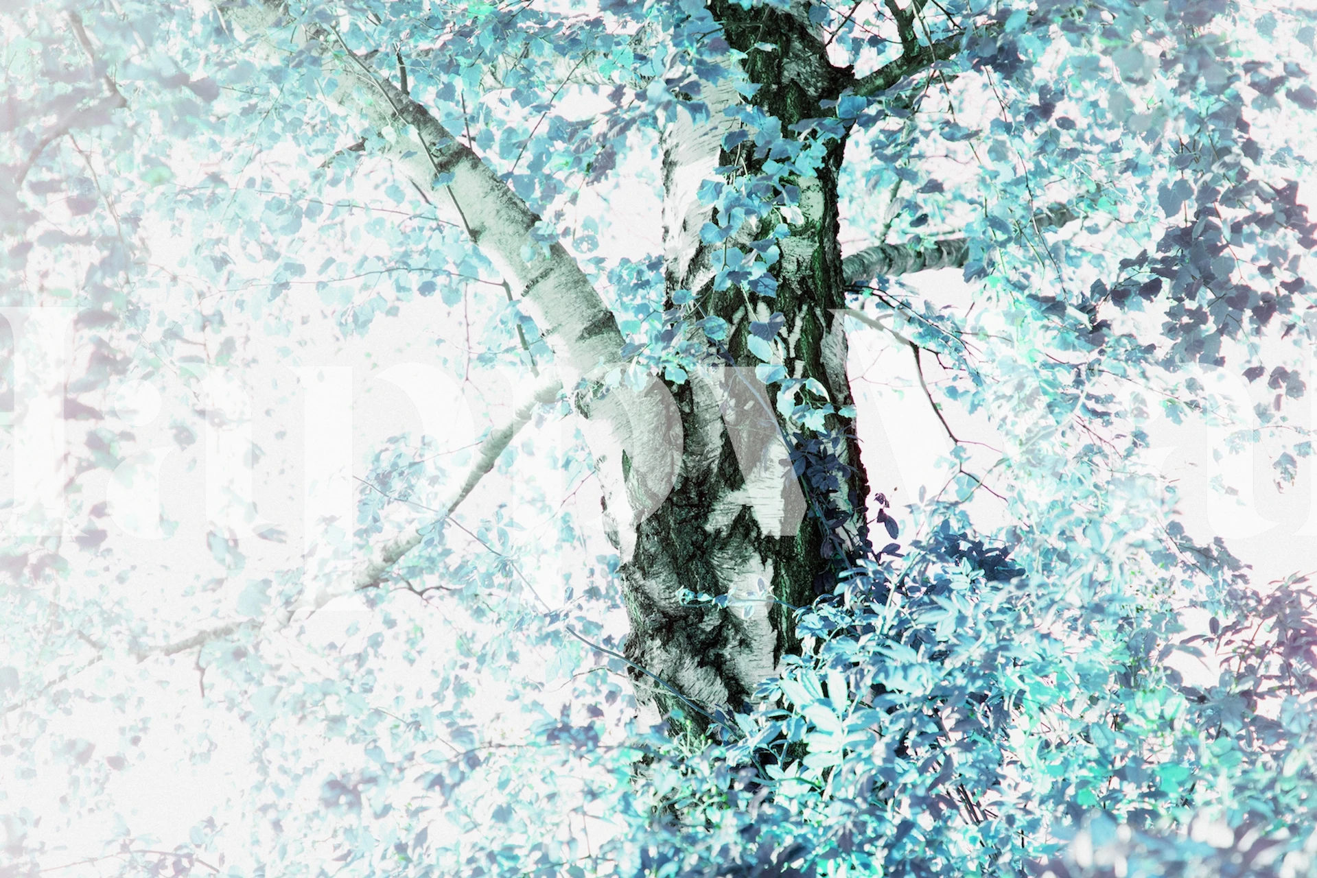 Carta da parati Dreamy Birch Tree 2 in un ambiente interno.