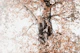 Dreamy Birch Tree 3