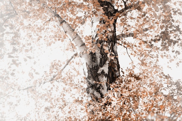 Dreamy Birch Tree 3