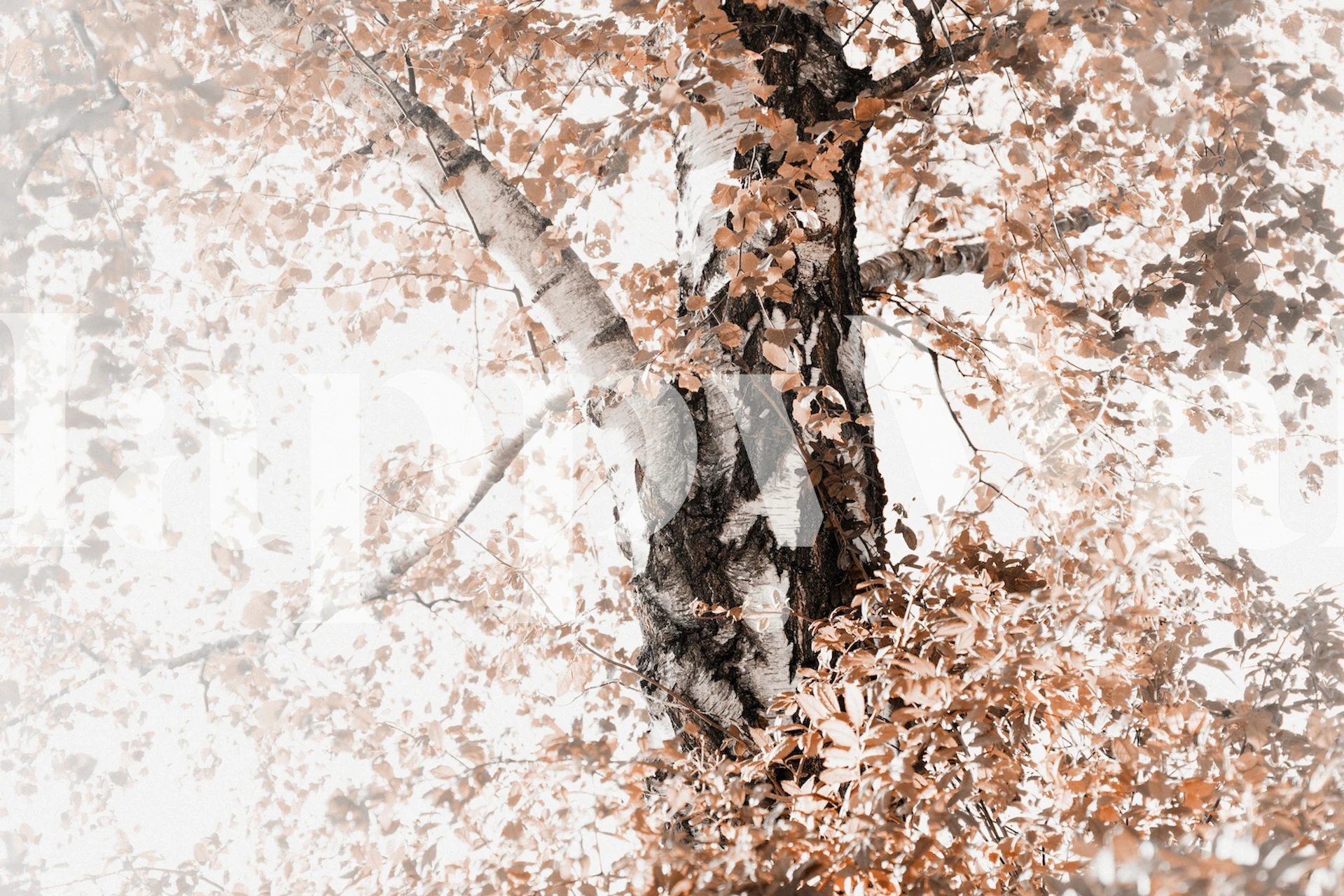 Papel de parede Dreamy Birch Tree em um ambiente