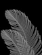 Palm Leaves Finesse Line Art 2