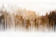 Neutral Japanese Misty Pines