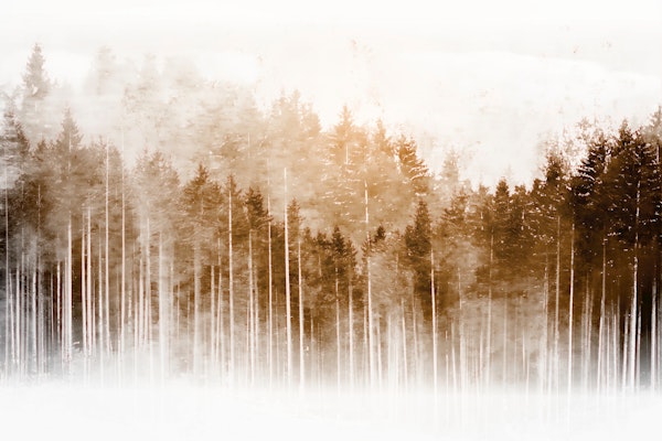 Neutral Japanese Misty Pines
