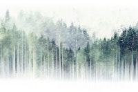 Misty Morning Pines tapety