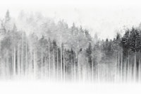 Misty Forest Black White tapety