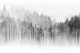 Misty Forest Black White