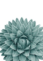 Green Agave Chic 1 tapete