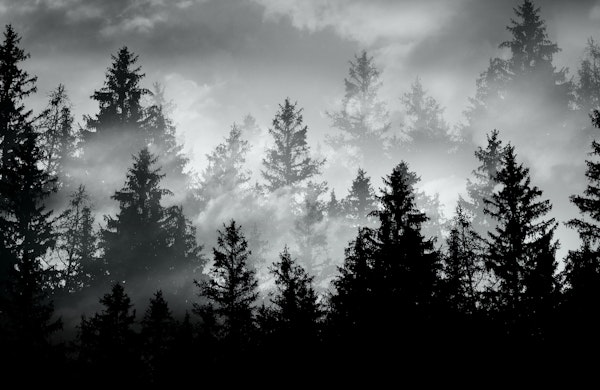 Black & White Forest Dream 2