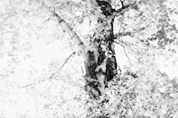 Dreamy Birch Tree 4 papiers peint