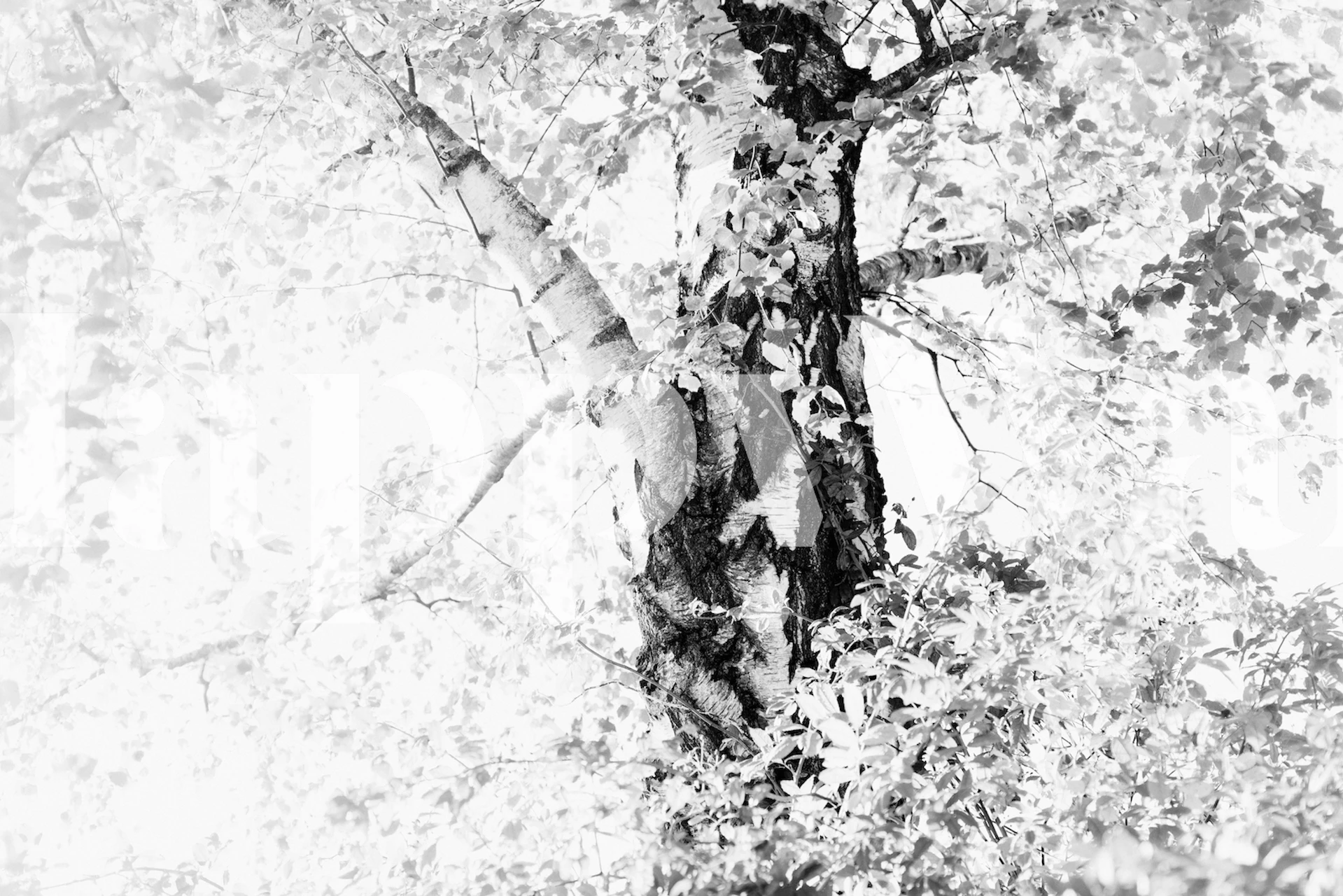 Dreamy Birch Tree 4 wallpaper in a room