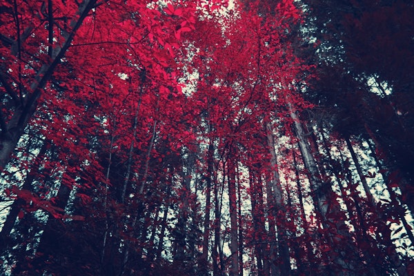 Forest Red Autumn Trees