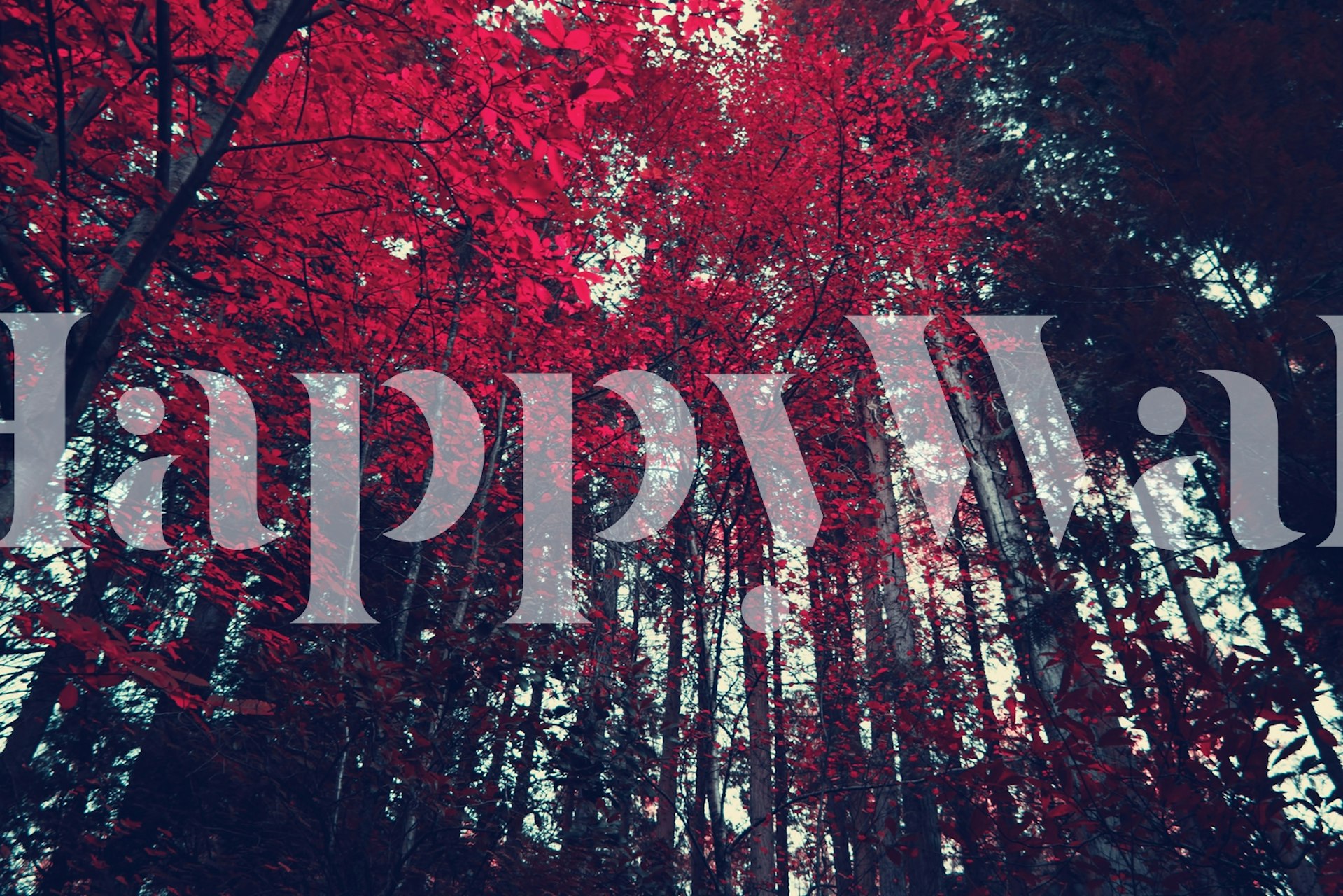 Red autumn trees with striking foliage in a forest wallpaper