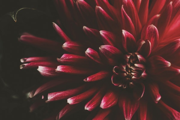 Flower Dahlia in Red