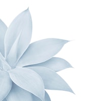 Agave Finesse 11 ταπετσαρία