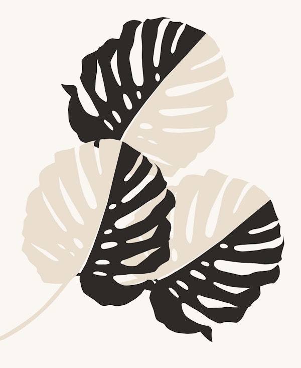 Monstera Delicious 1