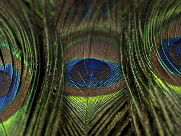 Peacock Plumage