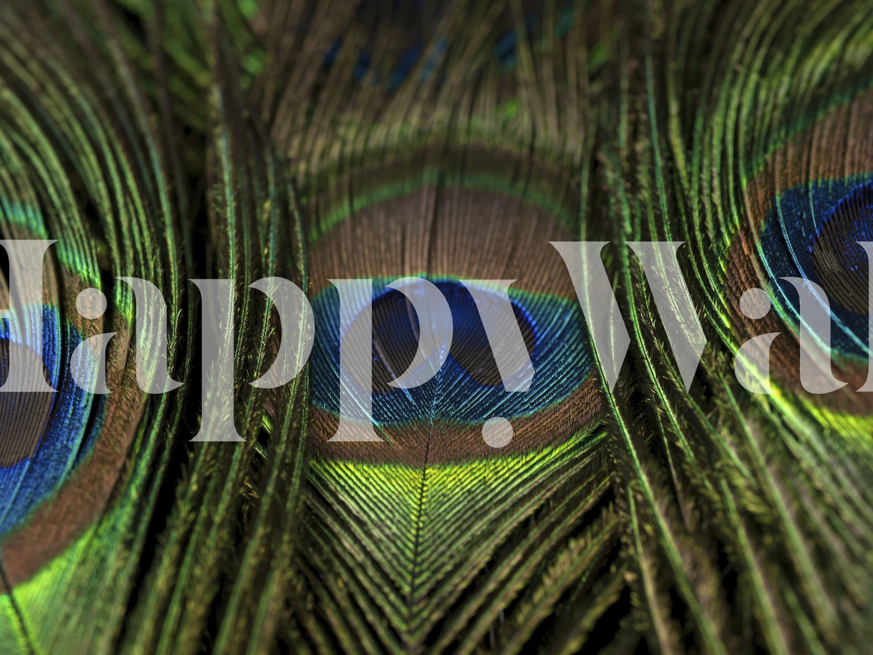 Peacock feather pattern wallpaper in vibrant greens and blues